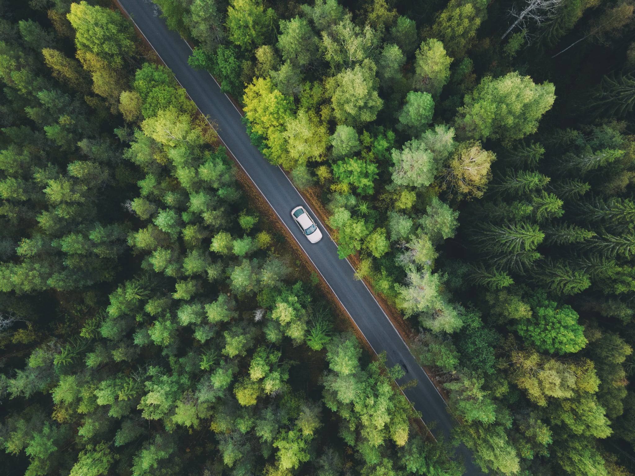 Hero background image with forest and electric car